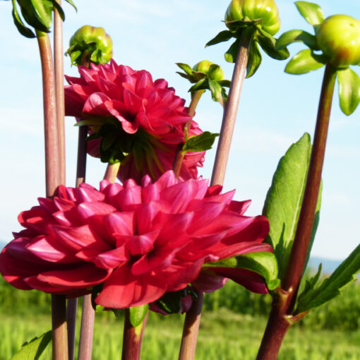 images Dahlien – Bild 1