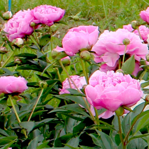 images Pfingstrose Dr. Alexander Fleming – Bild 1