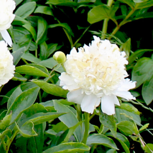 Pfingstrose Duchesse de Nemours – Bild 2