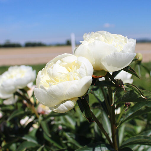 images Pfingstrose Duchesse de Nemours – Bild 1