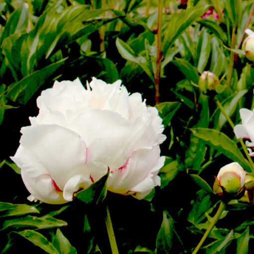 Pfingstrose Immaculee – Bild 1