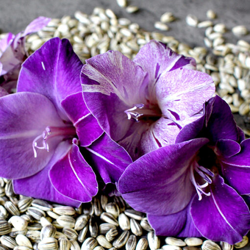 images Gladiolen – Bild 1