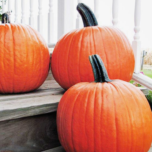 images Halloweenkürbis Gold Medal F1 – Bild 1