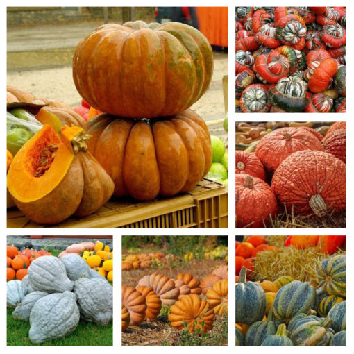 images Zierkürbis großfrüchtige Mischung – Bild 1