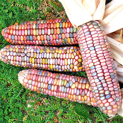 images Ziermais Ice Lady – Bild 1