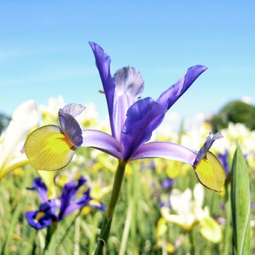 images Iris – Bild 1