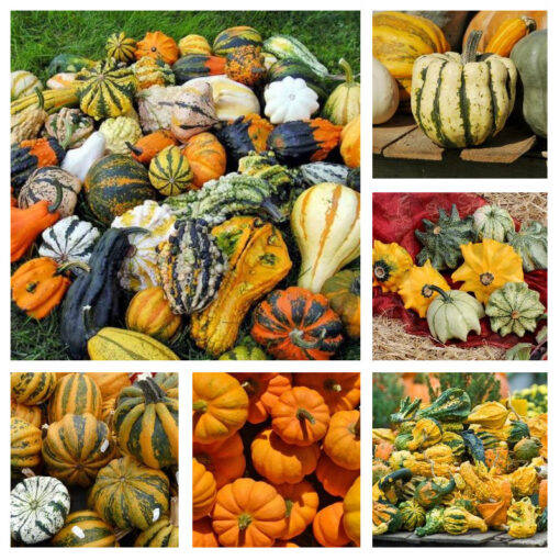 images Zierkürbis kleinfrüchtige Mischung – Bild 1