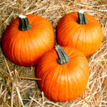 Halloweenkürbis Racer F1 – Bild 2