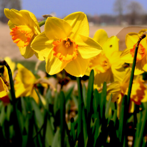 images Narzissen – Bild 1