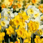 Narzissen – Bild 4