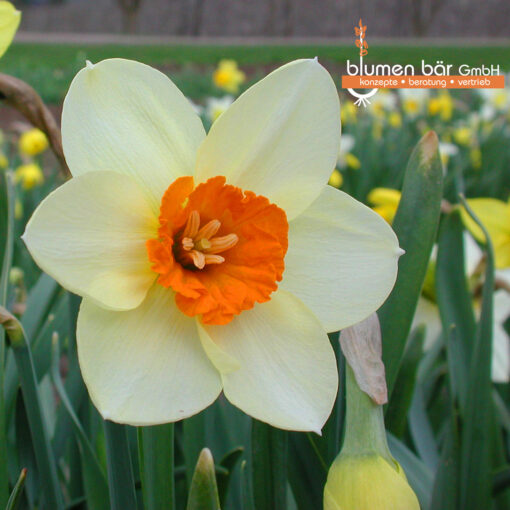 Narzissen – Bild 2