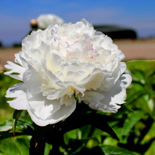 images Pfingstrose Marie Lemoine – Bild 1