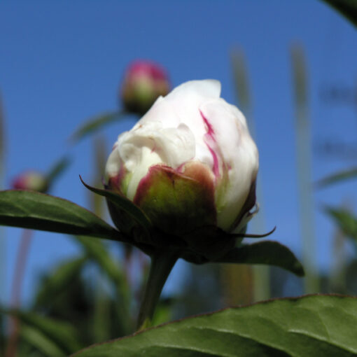 images Pfingstrose Shirley Temple – Bild 1