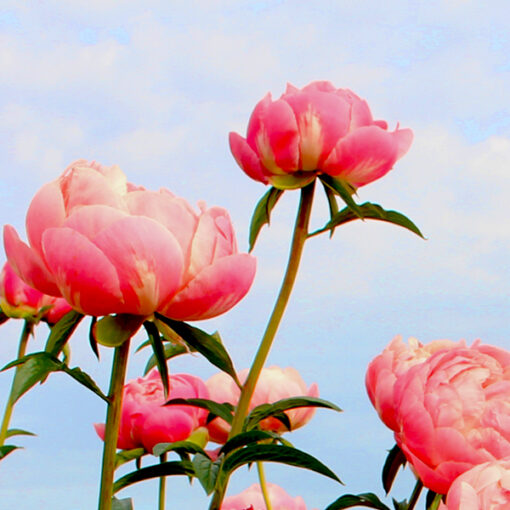 images Pfingstrose Coral Charm – Bild 1