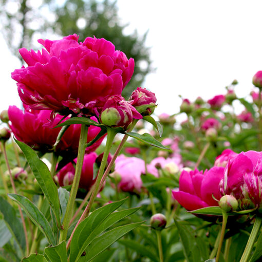 images Pfingstrose Kansas – Bild 1