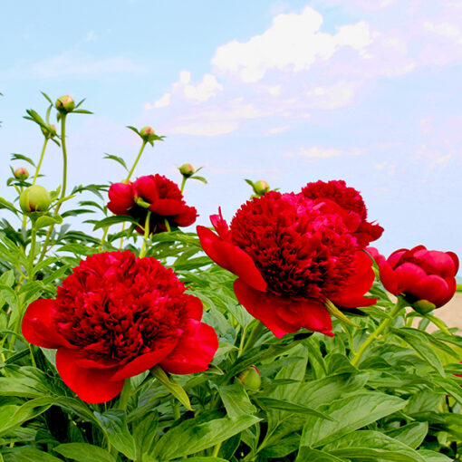 Pfingstrose Red Charm – Bild 1