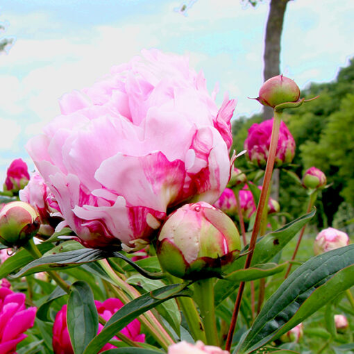 images Pfingstrose Sarah Bernhardt – Bild 1