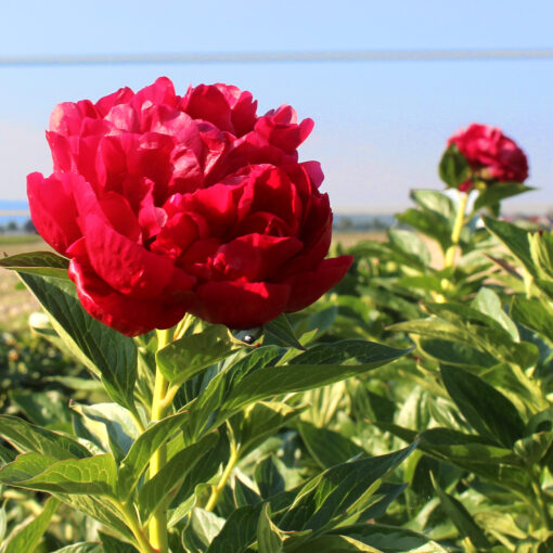 images Pfingstrose Ole Faithful – Bild 1