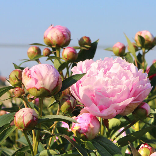 images Pfingstrose Jacorma – Bild 1