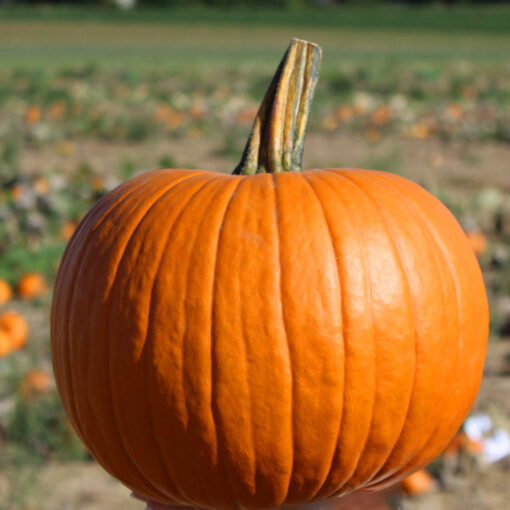 images Halloweenkürbis Racer F1 – Bild 1