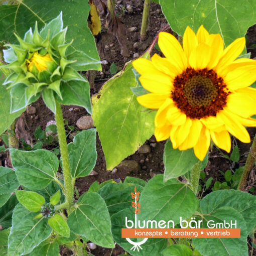 images Sonja – Bild 1