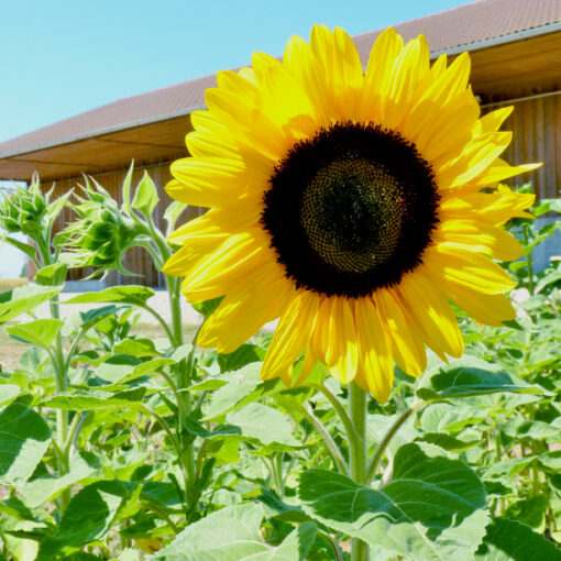 images Tourmandine F1 – Bild 1