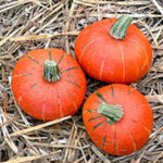 Speisekürbis Reiner Hokkaido – Bild 2
