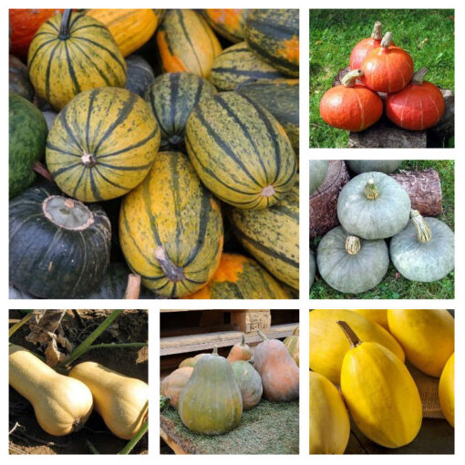 images Speisekürbis Mischung – Bild 1