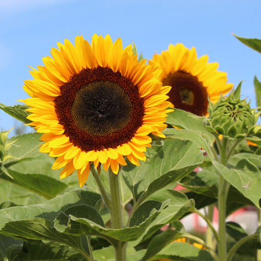 images Sunbright Supreme F1 – Bild 1