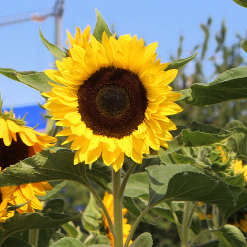 Sunrich Lemon F1 – Bild 1