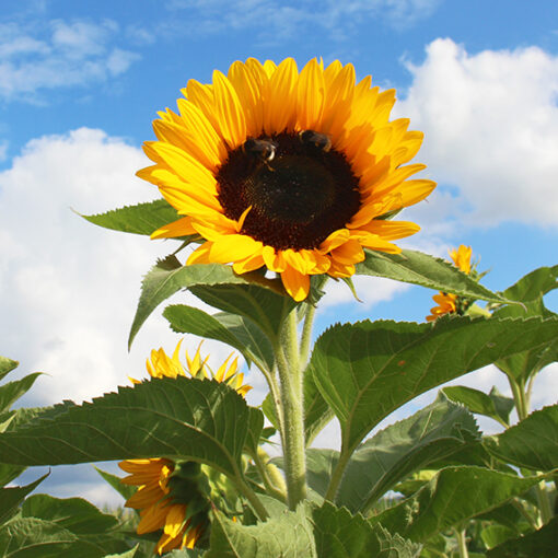 images Sunrich Orange F1 – Bild 1