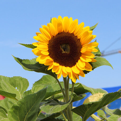 images Tiffany F1 – Bild 1