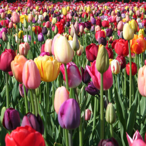 images Tulpen – Bild 1