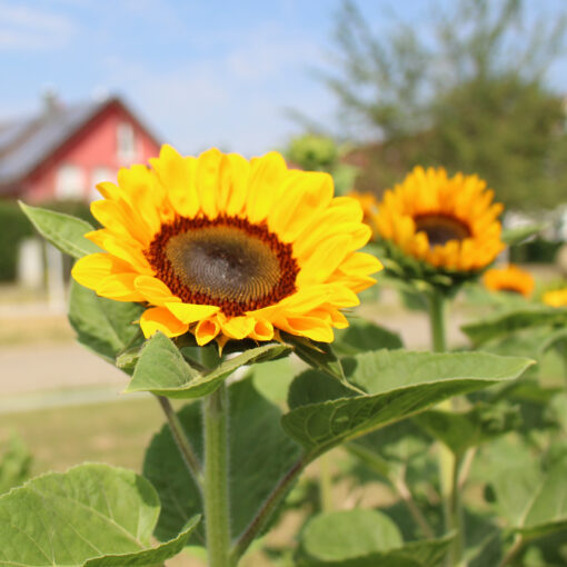 images Vincent's Choice F1 – Bild 1